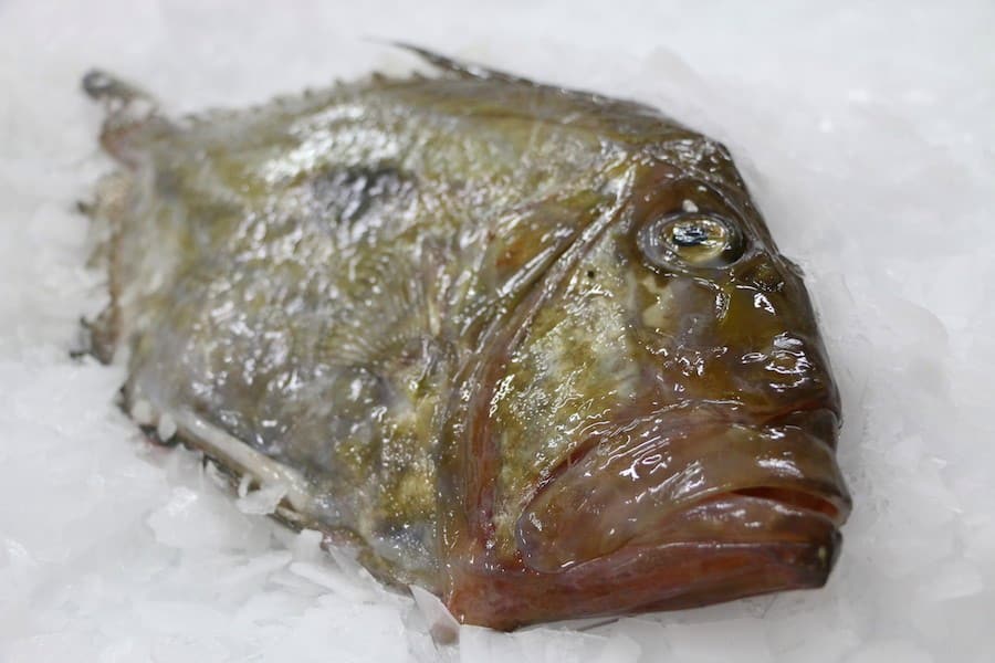 Le Saint-pierre de L&rsquo;hoirie, un poisson délicieux