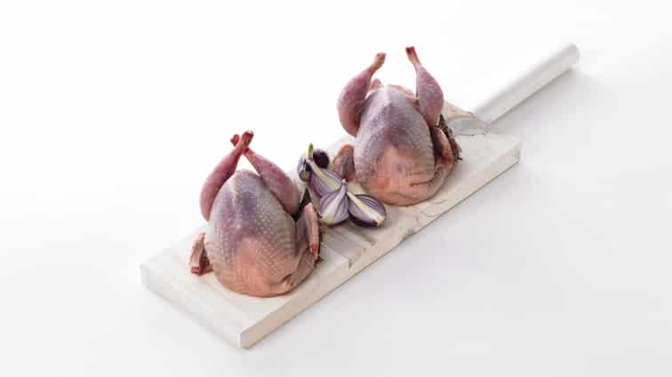Découvrez le Pigeonneau